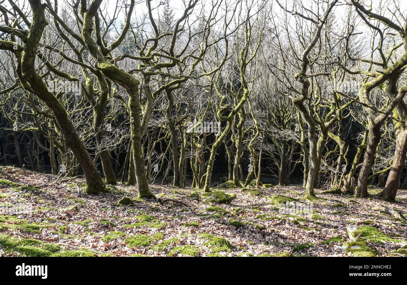 Paysage arboré attrayant dans le Derbyshire de la vallée de l'espoir Banque D'Images