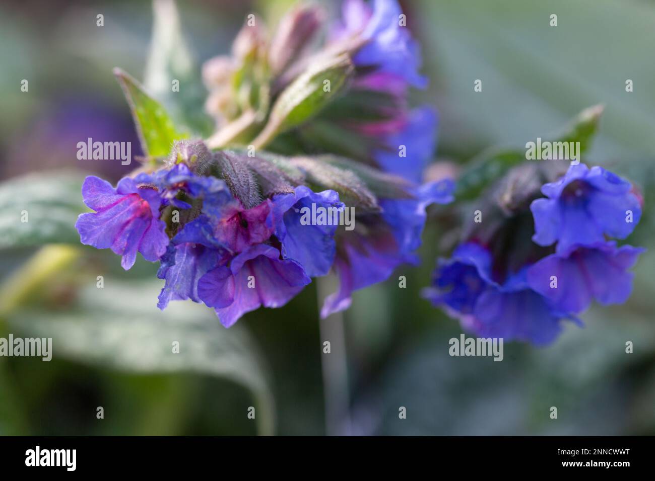 Gros plan de l'usine colorée de Borage, Pulmonaria longifolia ' Bertram Anderson ' Banque D'Images