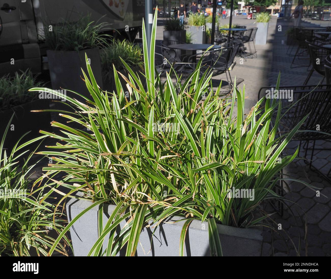 Plante araignée alias St Bernard plante lys nom scientifique Chlorophytum comosum Banque D'Images