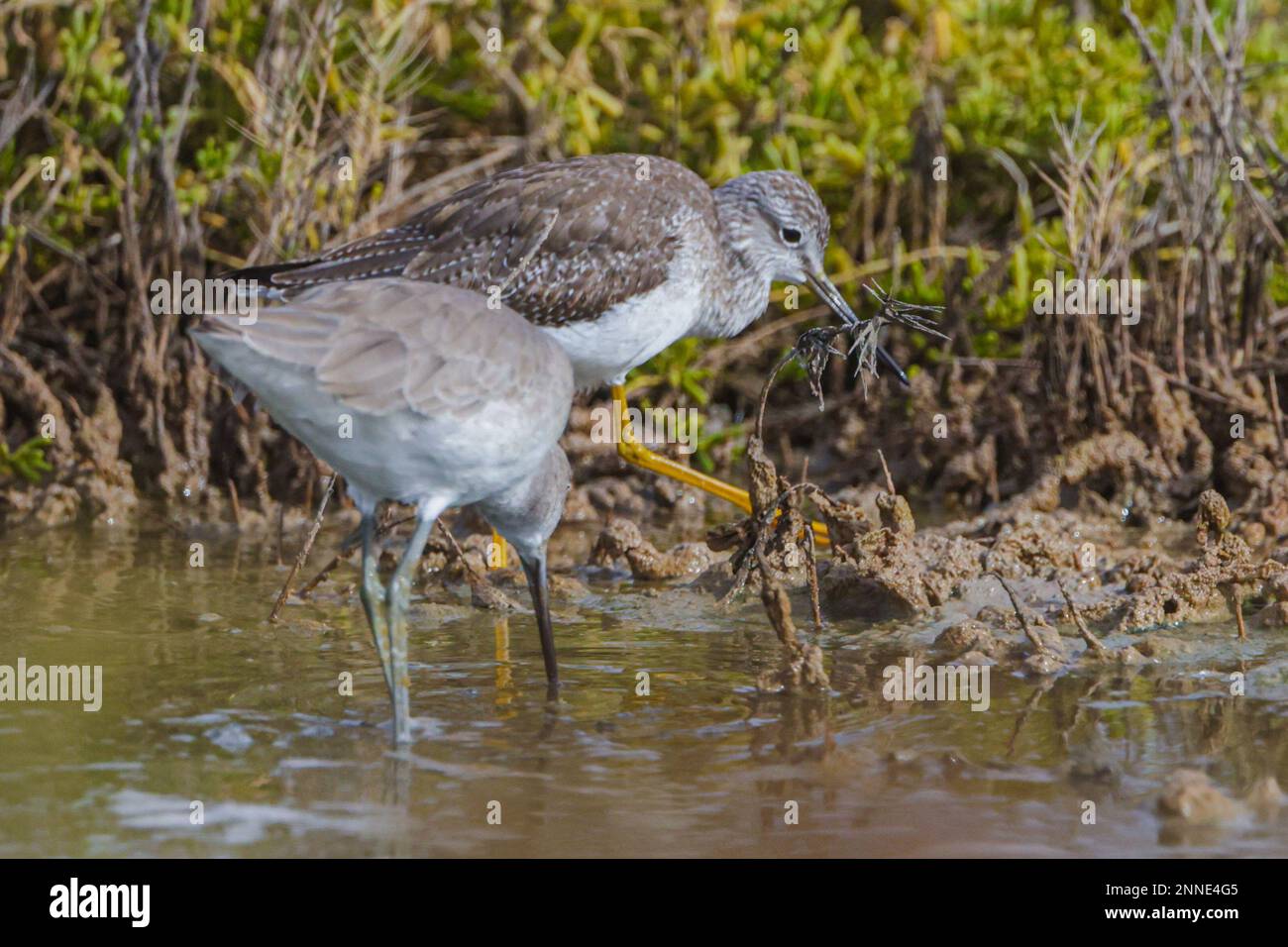 Oiseaux de mer dans la mangrove de l'estuaire de Santa Cruz de Kino Viejo à Sonora Mexico. (Photo par Luis Carlos Gonzalez/Norte photo) Aves marinas en el manglar del estero Santa Cruz de Kino viejo en Sonora Mexique. (Photo par Luis Carlos Gonzalez/Norte photo) Banque D'Images