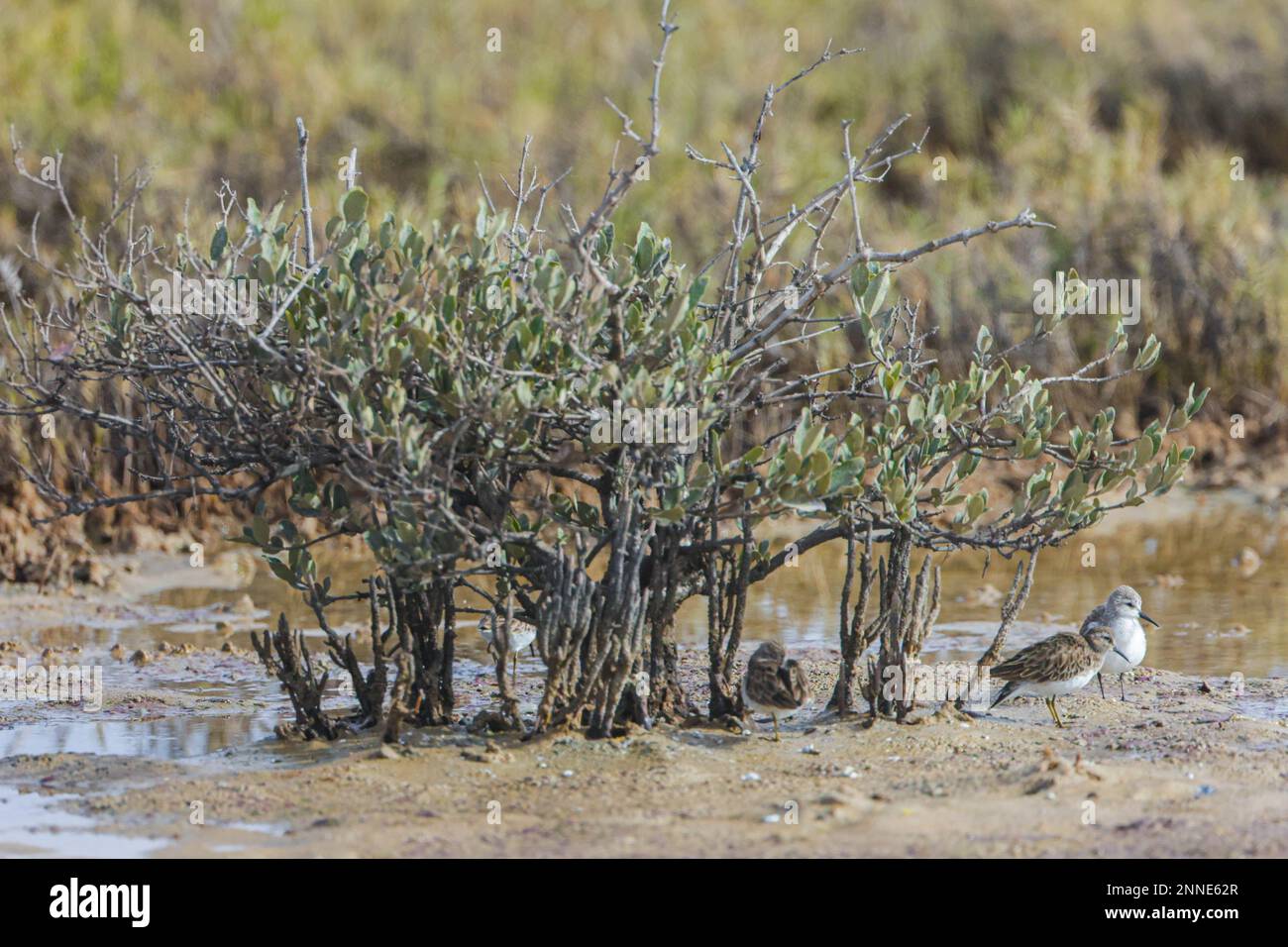 Oiseaux de mer dans la mangrove de l'estuaire de Santa Cruz de Kino Viejo à Sonora Mexico. (Photo par Luis Carlos Gonzalez/Norte photo) Aves marinas en el manglar del estero Santa Cruz de Kino viejo en Sonora Mexique. (Photo par Luis Carlos Gonzalez/Norte photo) Banque D'Images