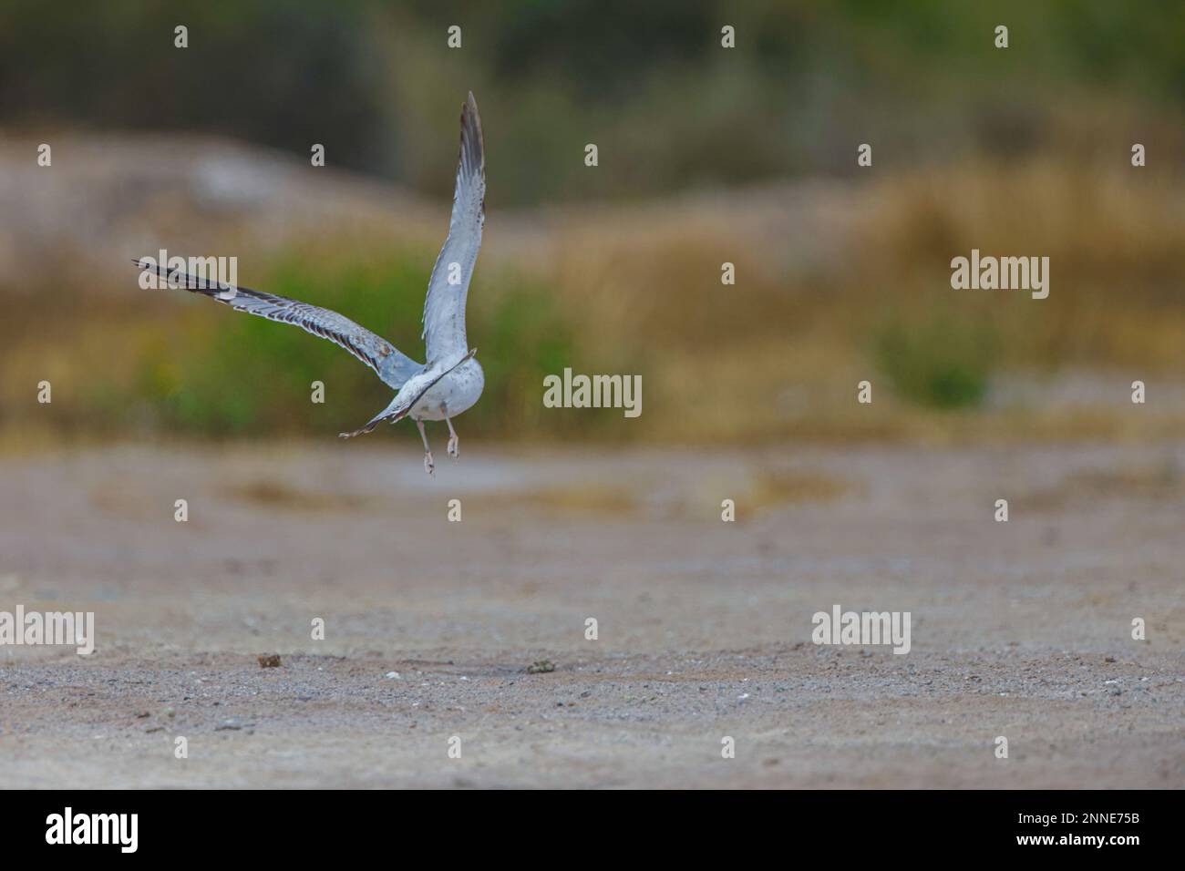 Oiseaux de mer dans la mangrove de l'estuaire de Santa Cruz de Kino Viejo à Sonora Mexico. (Photo par Luis Carlos Gonzalez/Norte photo) Aves marinas en el manglar del estero Santa Cruz de Kino viejo en Sonora Mexique. (Photo par Luis Carlos Gonzalez/Norte photo) Banque D'Images