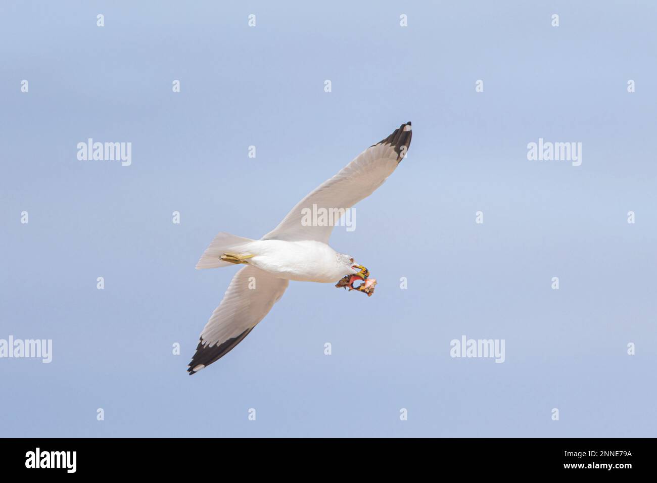 Oiseaux de mer dans la mangrove de l'estuaire de Santa Cruz de Kino Viejo à Sonora Mexico. (Photo par Luis Carlos Gonzalez/Norte photo) Aves marinas en el manglar del estero Santa Cruz de Kino viejo en Sonora Mexique. (Photo par Luis Carlos Gonzalez/Norte photo) Banque D'Images