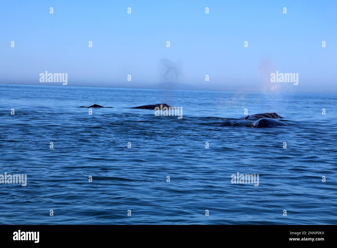 Observation des baleines grises au Mexique, Baja California sur Banque D'Images