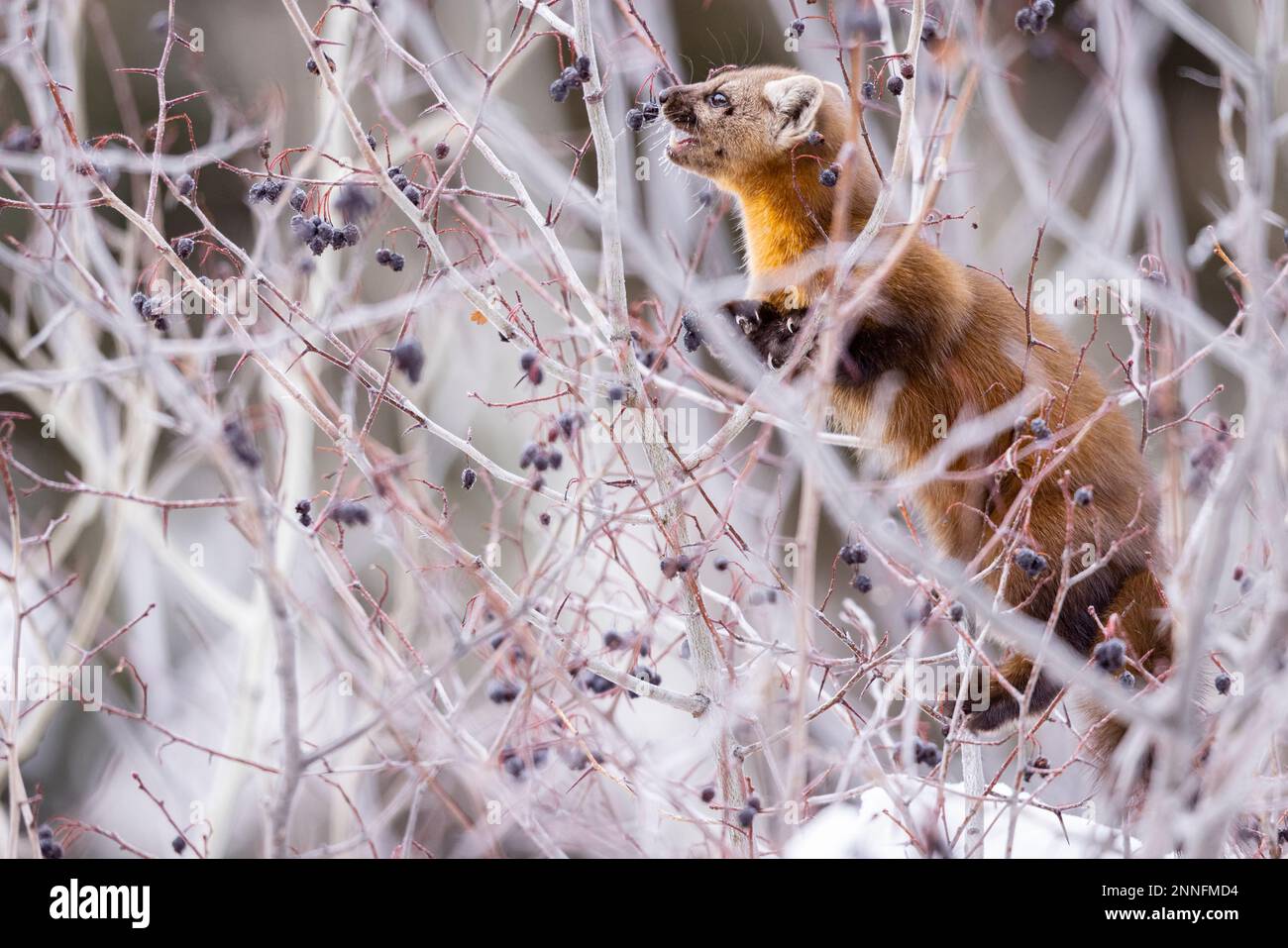 Marten américain mangeant des baies dans un arbre. Banque D'Images