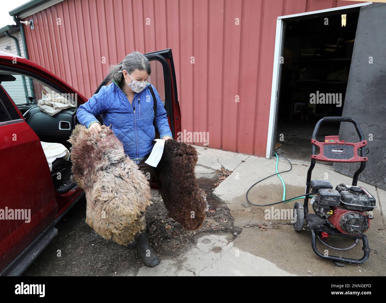 Jeanne Lydon, a farmer from the Town of Sun Prairie, brings in two Tunis and three Shetland sheep hides to be processed at Driftless Traditional Tannery in Paoli, Wis., Monday, March 22, 2021. Driftless Traditional Tannery is providing farmers with an alternative for their hides without the use of harsh chemicals favored by large-scale tanneries. (Amber Arnold/Wisconsin State Journal via AP) Banque D'Images