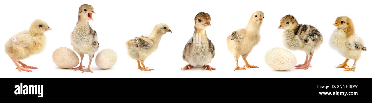Jolis petits poulets et dindes isolés sur fond blanc. Banque D'Images