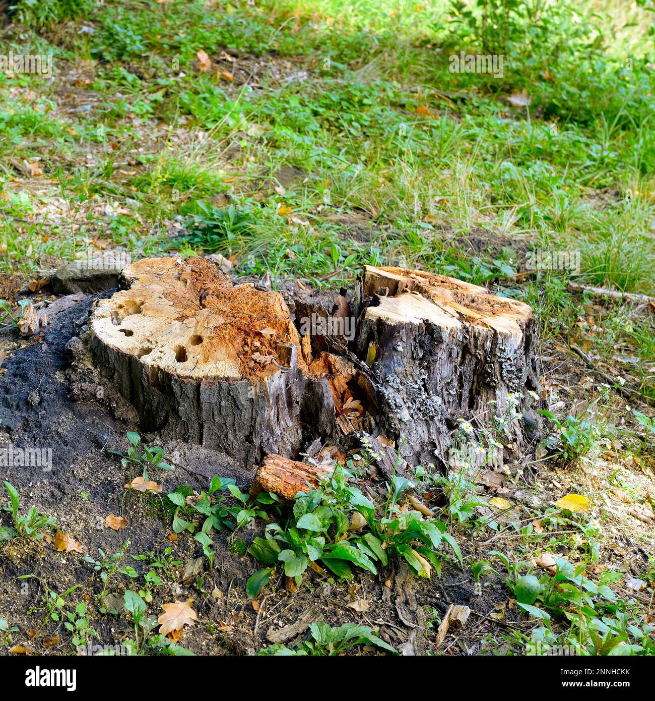 Souches d'arbres coupés dans la forêt. Banque D'Images