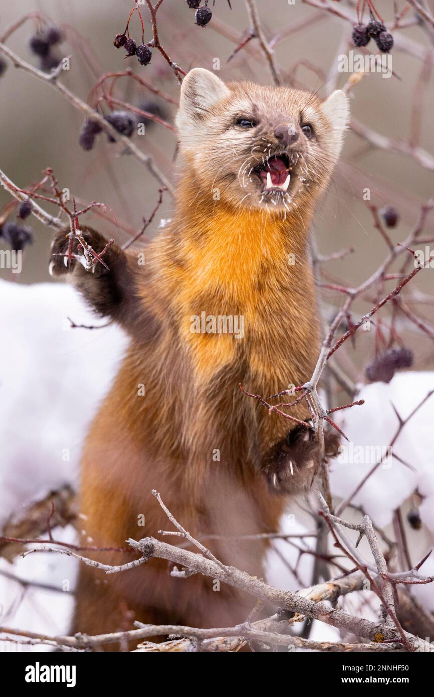 Marten américain mangeant des baies dans un arbre. Banque D'Images