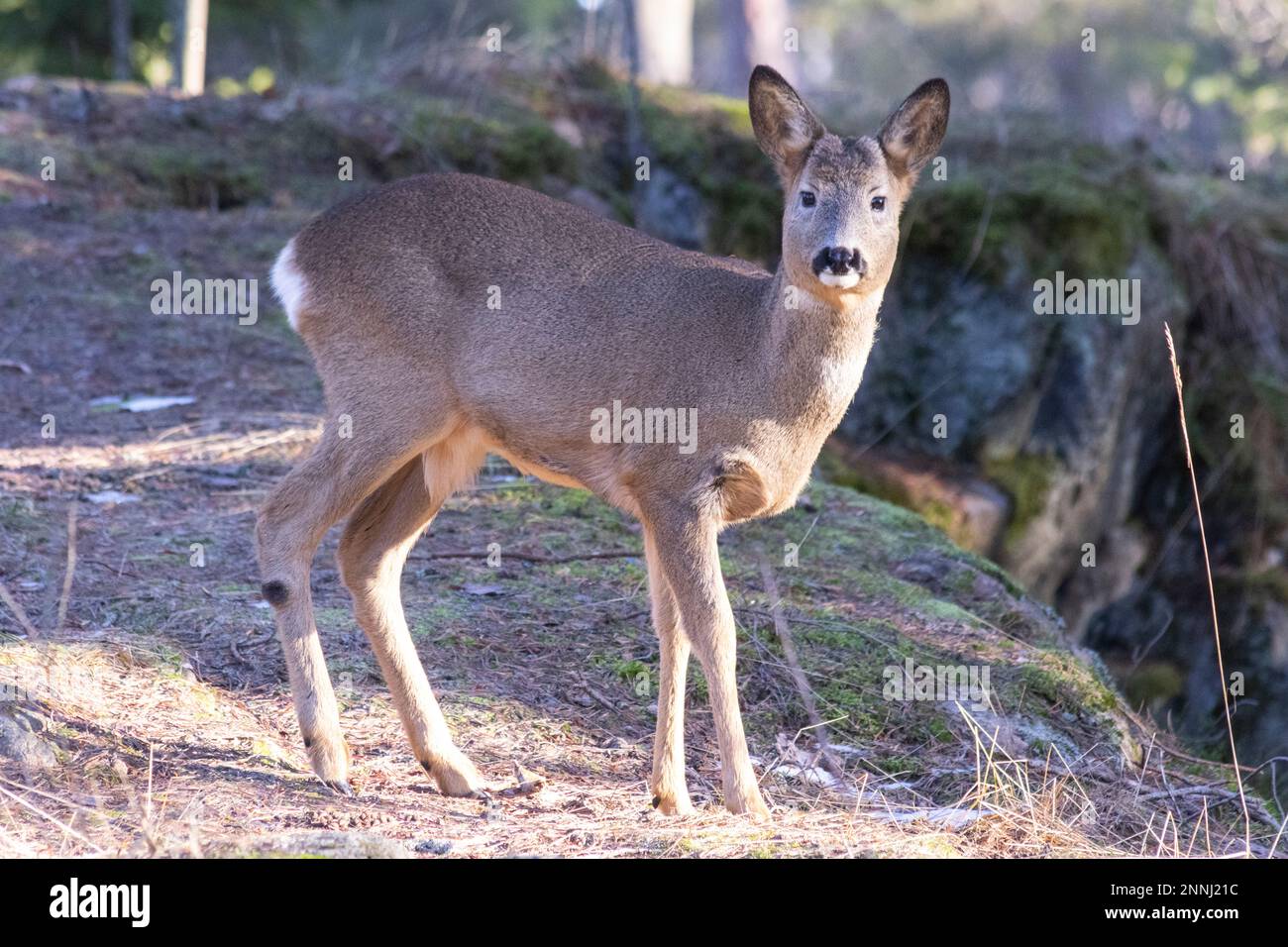 Les chevreuils dans la forêt Banque D'Images