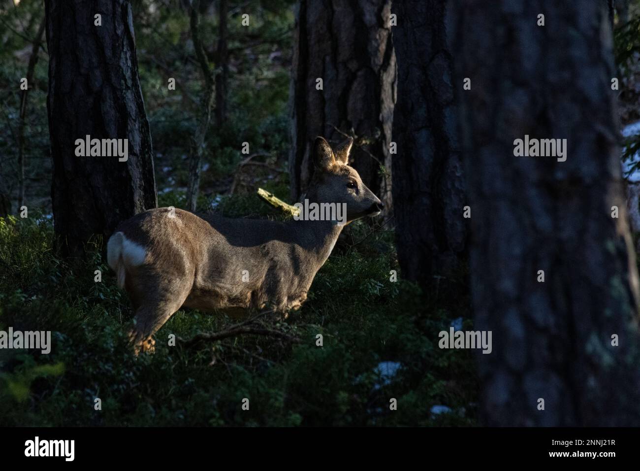 Les chevreuils dans la forêt Banque D'Images