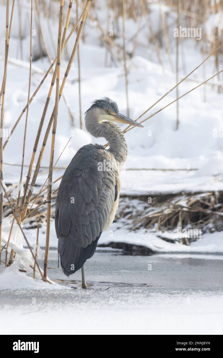 Un héron gris en Finlande pendant l'hiver Banque D'Images