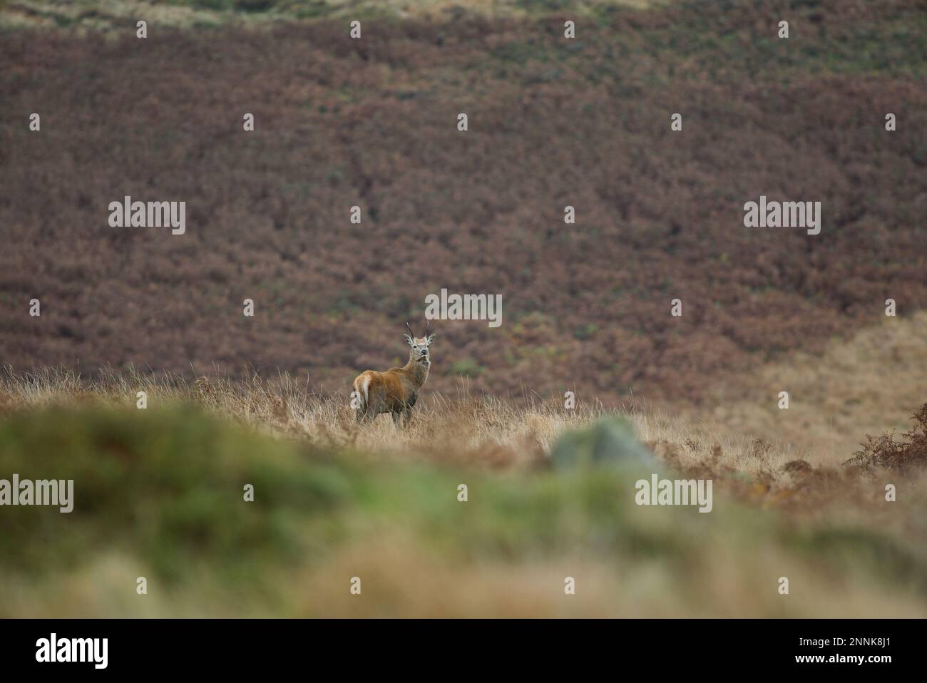 Jeune Red Deer (Cervus elaphus) Buck dans les fougères des landes dans le Peak District (White Edge(, Derbyshire, Royaume-Uni. Banque D'Images