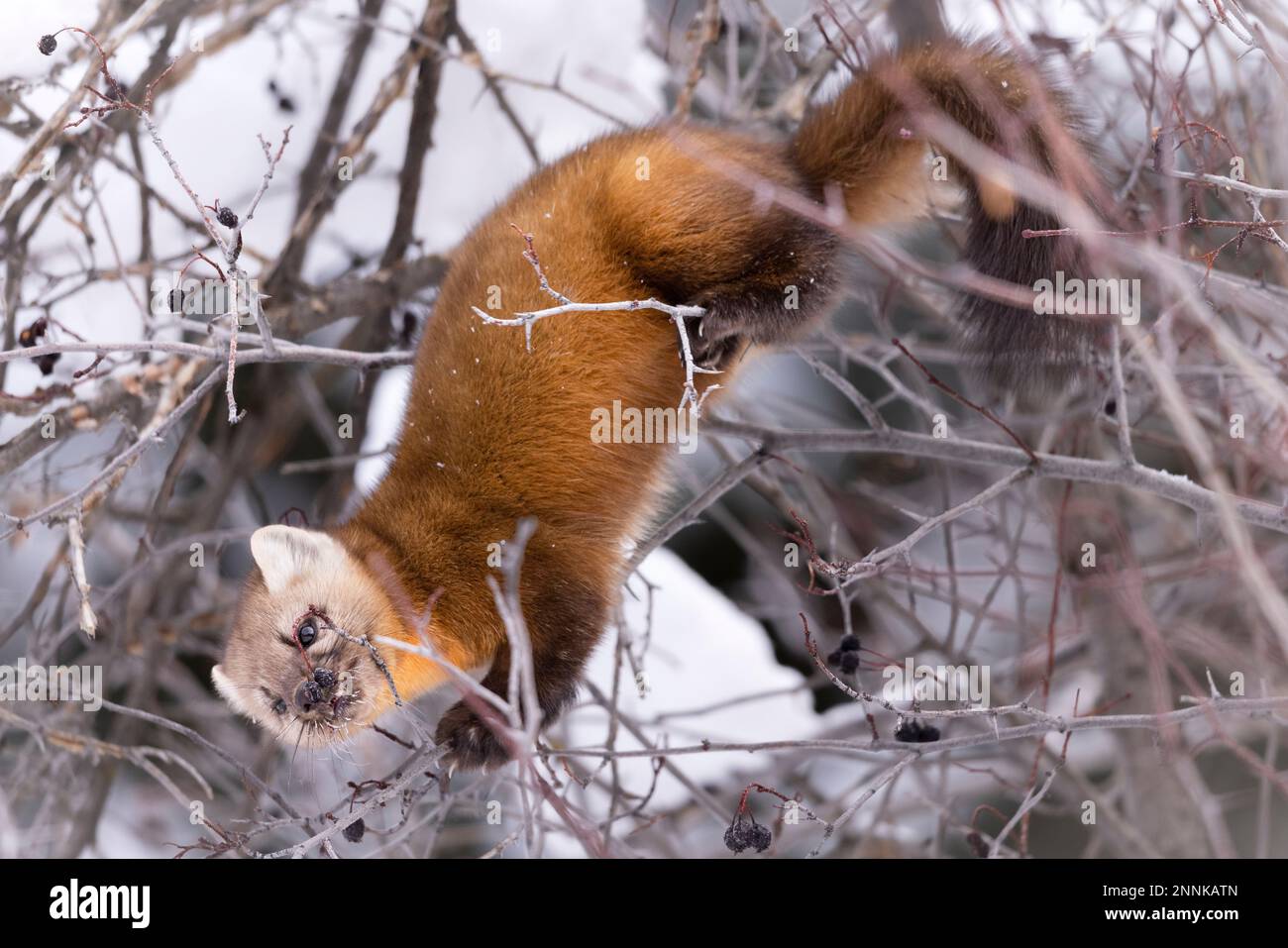 Marten américain mangeant des baies dans un arbre. Banque D'Images