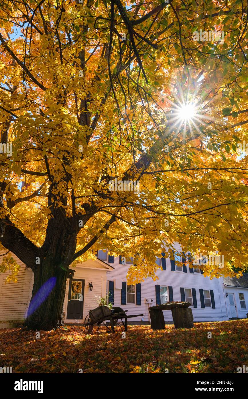 Magnifique arbre avec soleil et maison en arrière-plan Banque D'Images