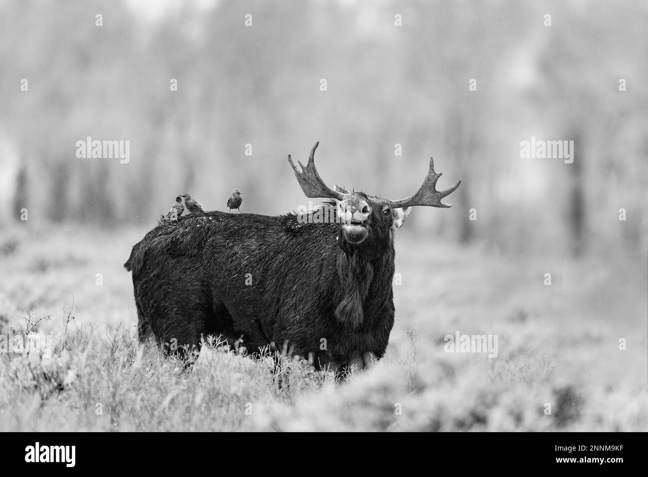 Bull Moose dans le parc national de Grand Teton, Wyoming, États-Unis. Banque D'Images Bull Moose dans le parc national de Grand Teton, Wyoming, États-Unis. Banque D'Images
