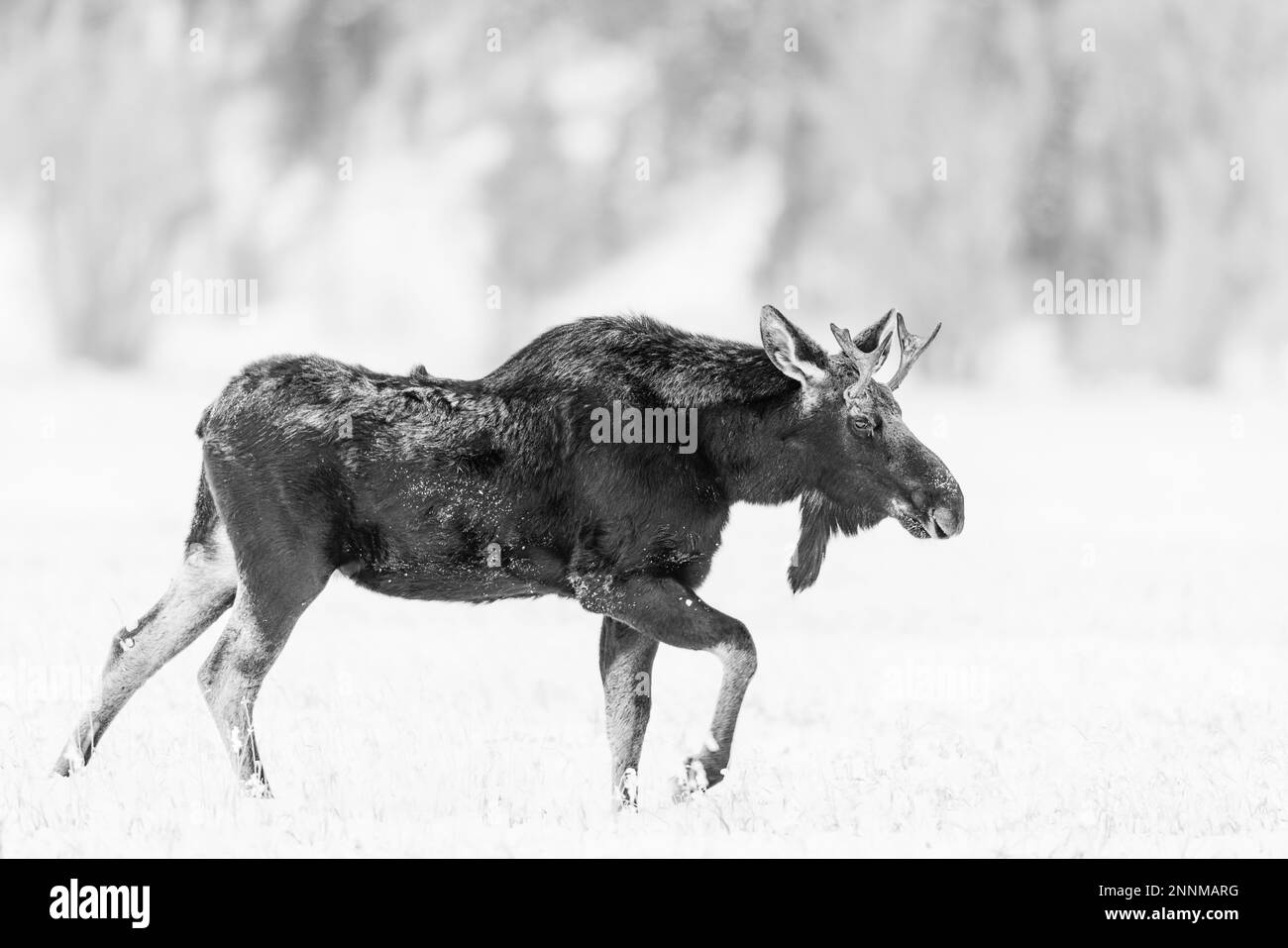 Young Bull Moose dans le parc national de Grand Teton, Wyoming, États-Unis. Banque D'Images