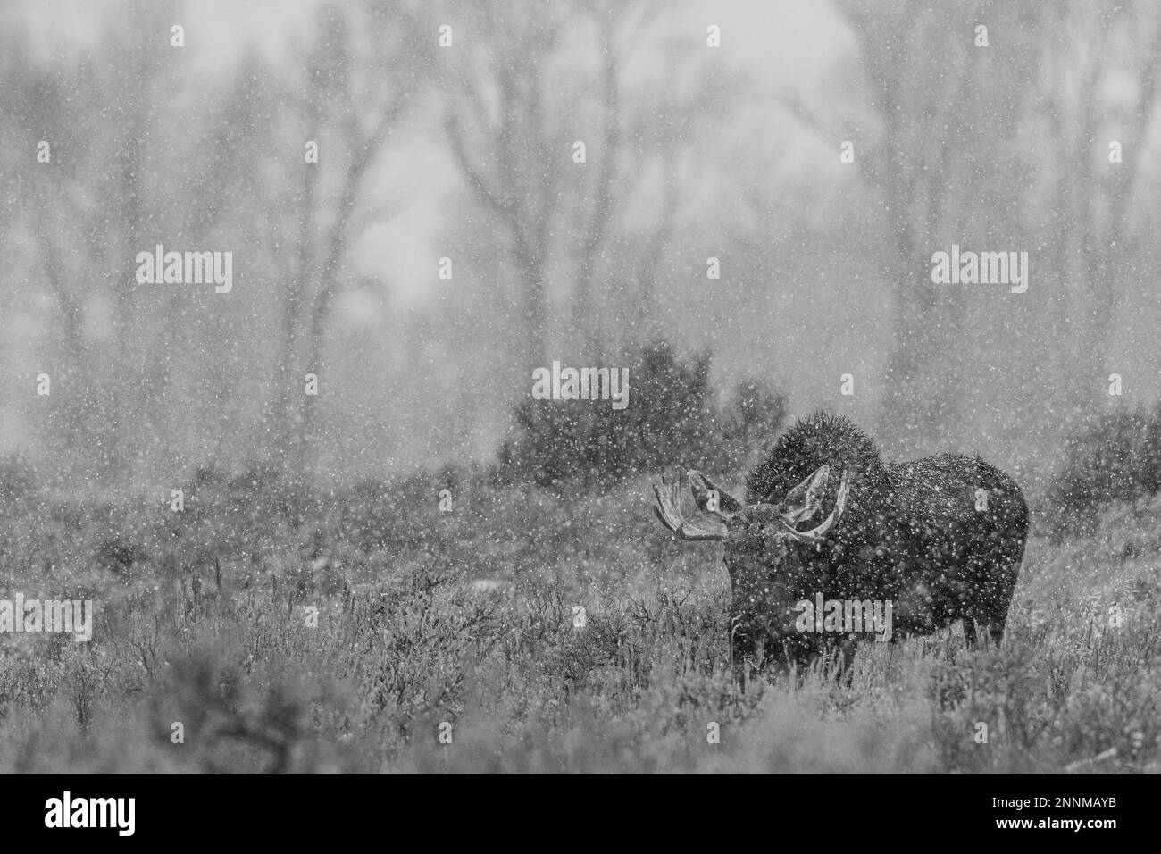 Bull Moose dans le parc national de Grand Teton, Wyoming, États-Unis. Banque D'Images Bull Moose dans le parc national de Grand Teton, Wyoming, États-Unis. Banque D'Images