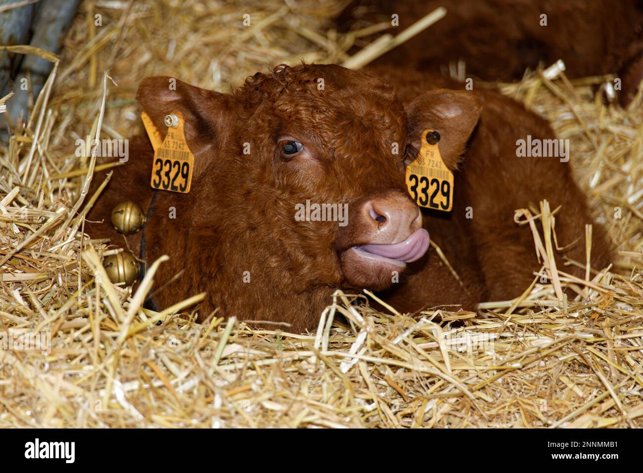 Paris, France. 25th févr. 2023. Ovalie, 5 ans, de la race Salers, est la vache mascotte du salon agricole international 59th à Paris. Banque D'Images