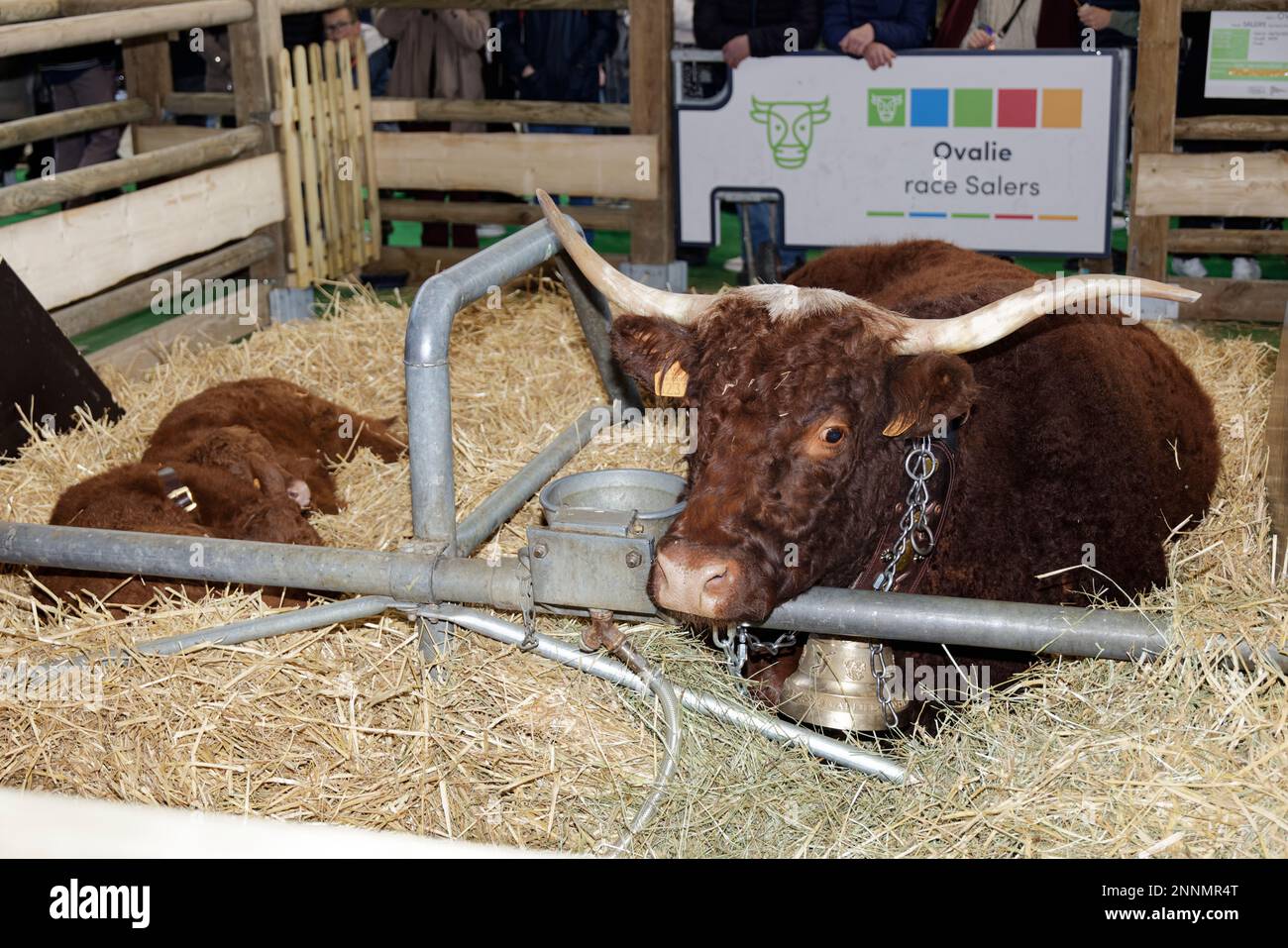 Paris, France. 25th févr. 2023. Ovalie, 5 ans, de la race Salers, est la vache mascotte du salon agricole international 59th à Paris. Banque D'Images