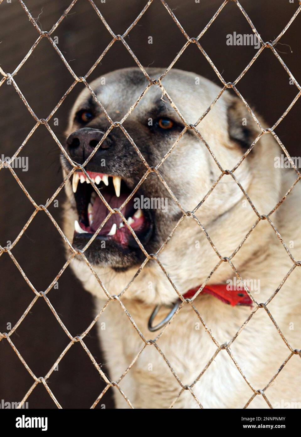 A shepherd dog of the 