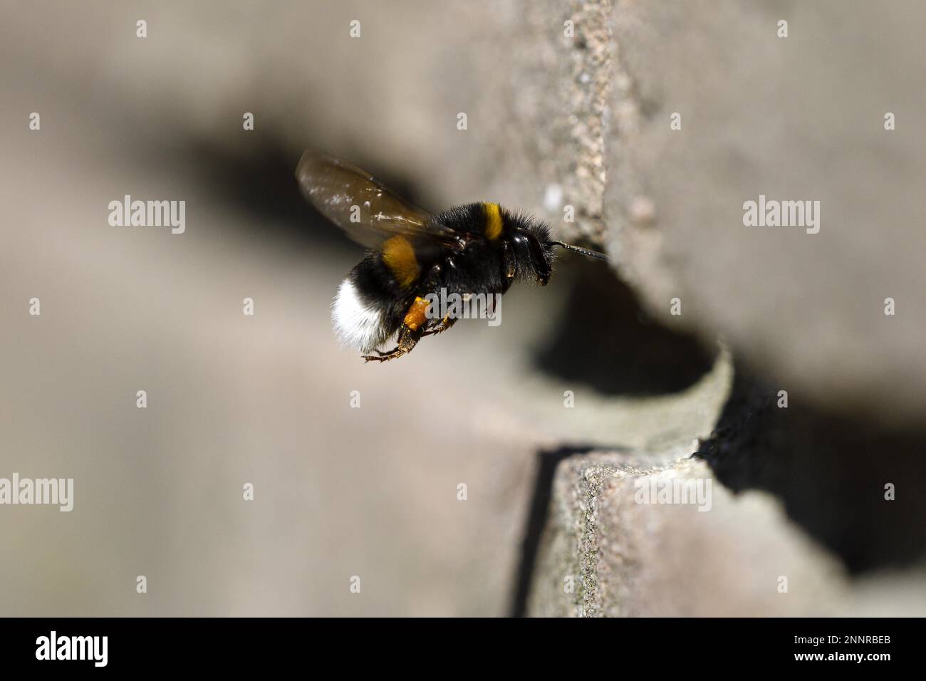 Bumblebee terrestre (Bombus), approchant le nid dans un mur de maison, Oberhausen, région de la Ruhr, Rhénanie-du-Nord-Westphalie, Allemagne Banque D'Images