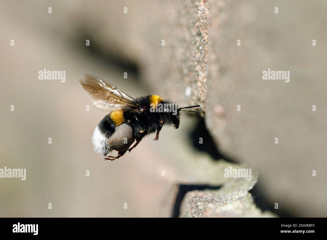 Bumblebee terrestre (Bombus), approchant le nid dans un mur de maison, Oberhausen, région de la Ruhr, Rhénanie-du-Nord-Westphalie, Allemagne Banque D'Images
