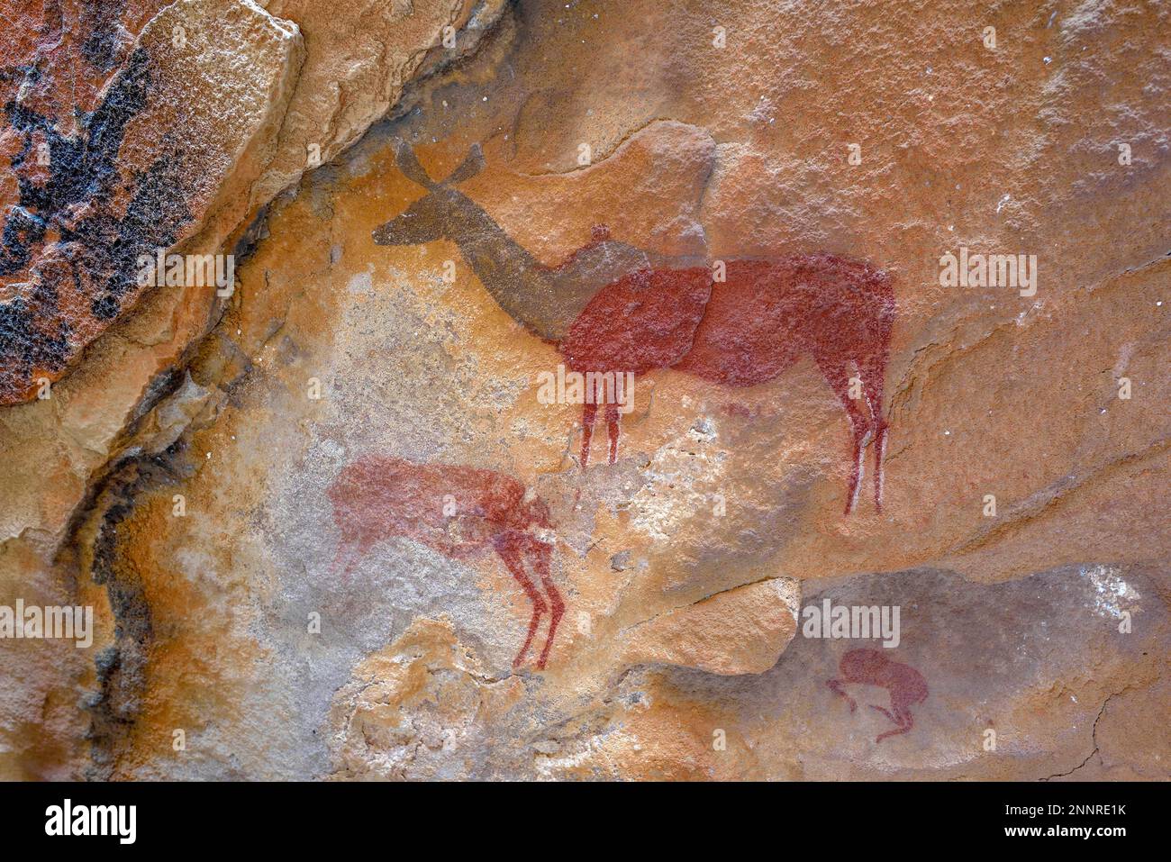 Peinture rock dans la grotte molaire, près de Twyfelfontein, région de Kunene, Namibie Banque D'Images