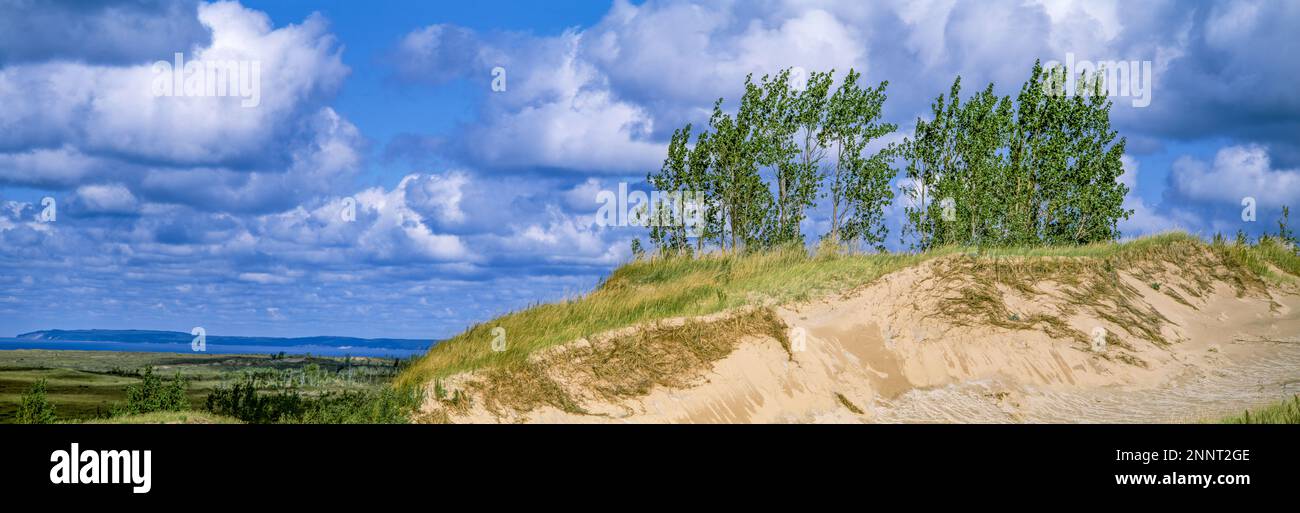 Paysage avec de jeunes arbres sur une dune de sable sur la colline, Michigan, États-Unis Banque D'Images