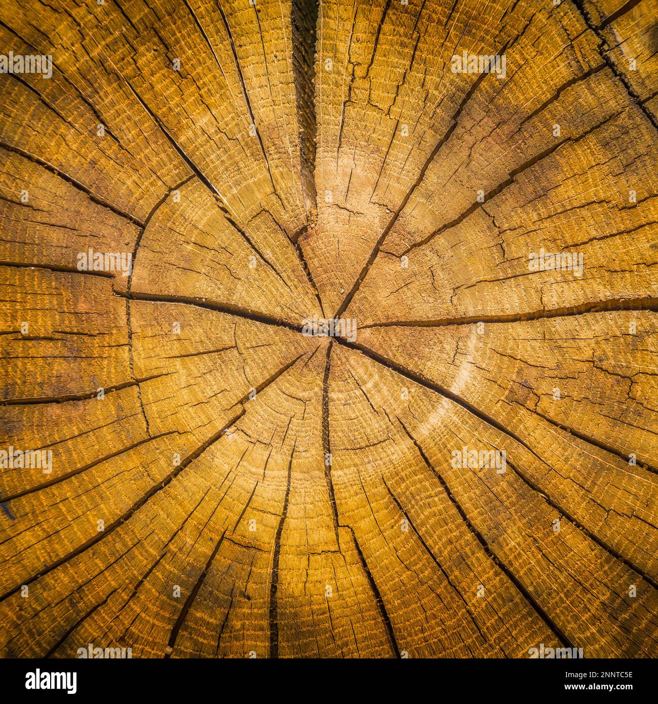 Anneaux d'âge fissurés d'une souche d'arbre (dendrochronologie) Banque D'Images