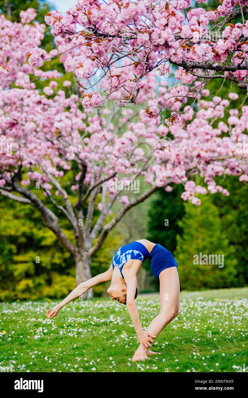 Contorsionniste femelle s'étendant sous la fleur de cerisier, Battle point Park, Bainbridge Island, Washington, États-Unis Banque D'Images