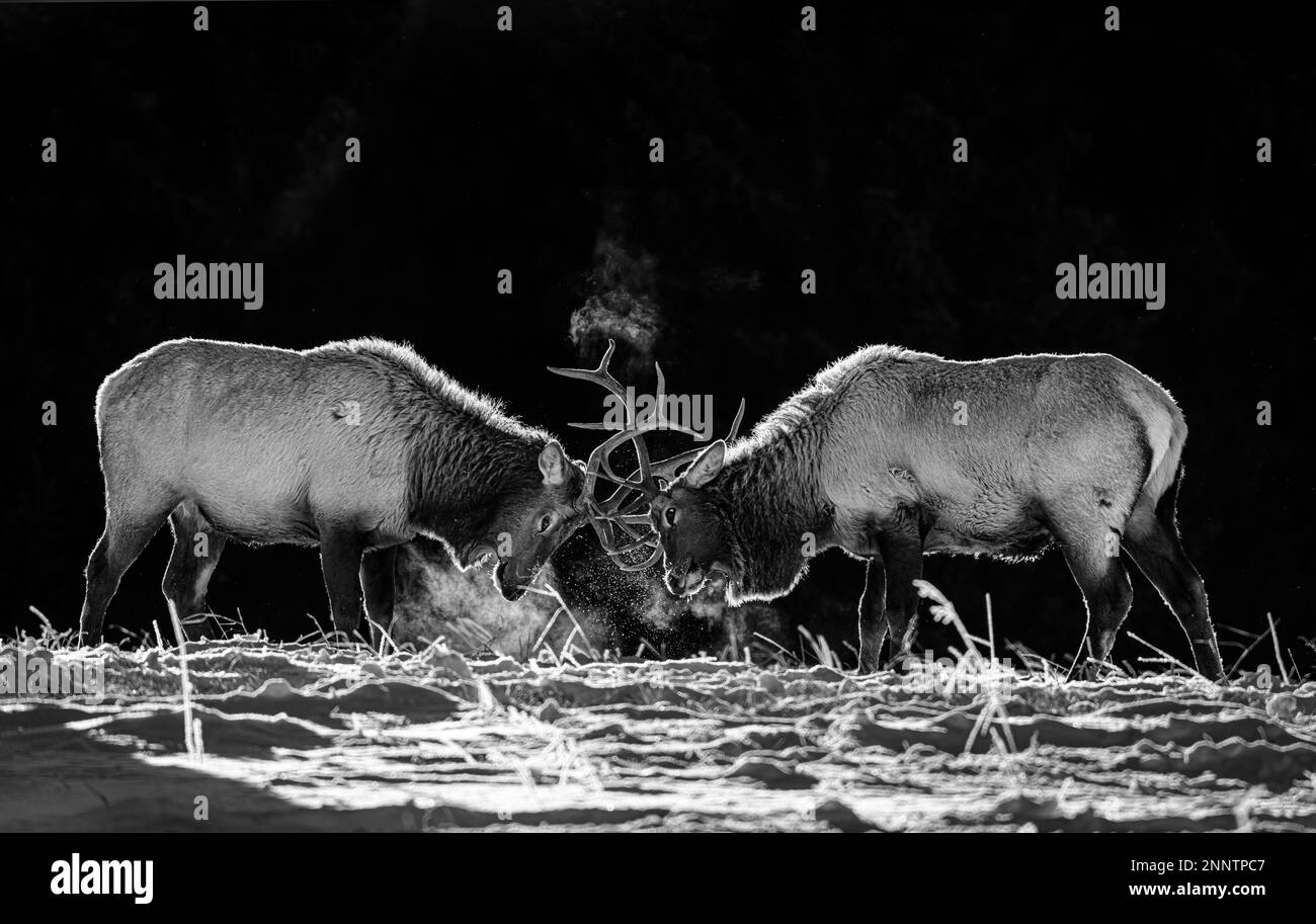 Les wapitis de taureau (Cervus canadensis) se battant en noir et blanc, Canmore, Alberta, Canada Banque D'Images
