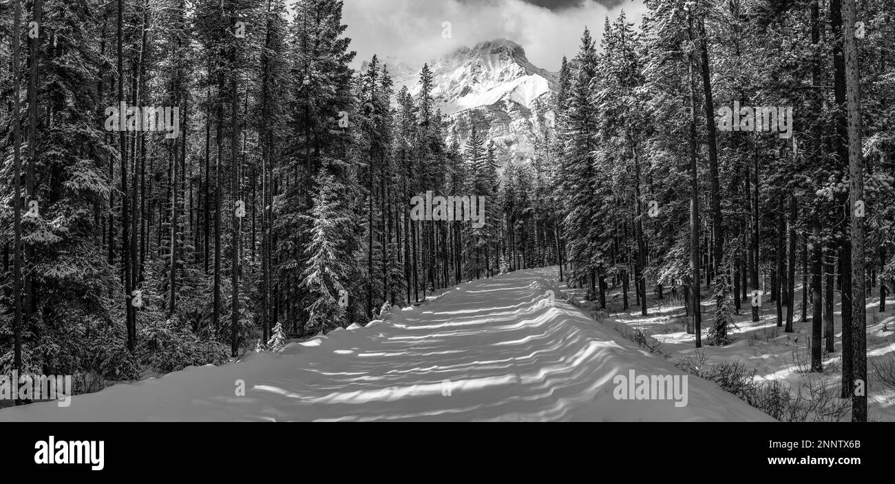 Route en forêt en hiver en noir et blanc, Two Jack Lake, Banff, Alberta, Canada Banque D'Images