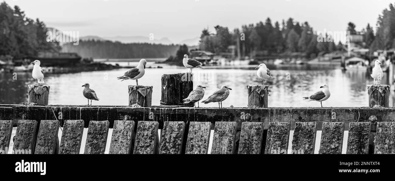 Mouettes perçant sur le quai en noir et blanc, Tofino Marina, Tofino (Colombie-Britannique), Canada Banque D'Images