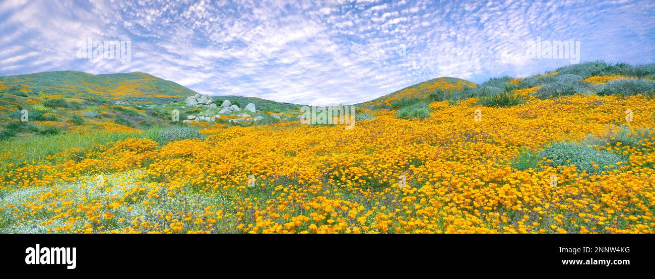 Poppies de Californie (Eschscholzia californica), montagnes Temescal, Comté de Riverside, Californie, États-Unis Banque D'Images