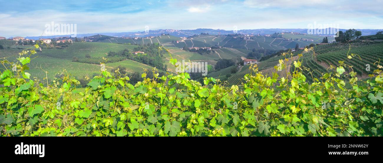 Gros plan des vignes du vignoble, Barolo, province de Cuneo, Piémont, Italie Banque D'Images