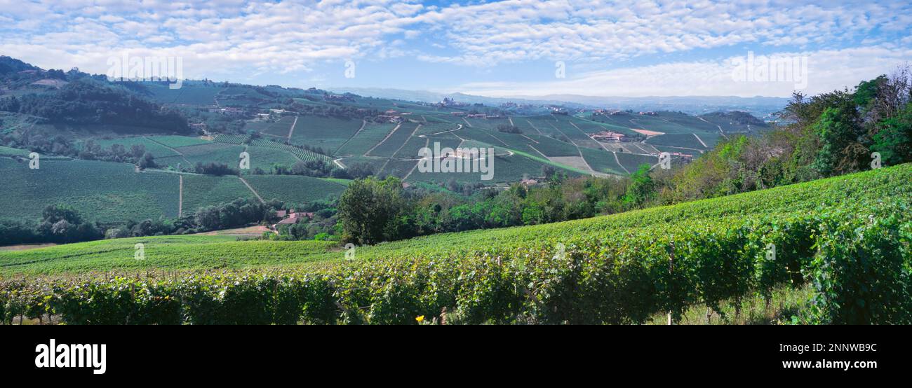 Vignobles Nebbiolo entre Barolo et Monforte d'Alba, Cuneo, Piémont, Italie Banque D'Images