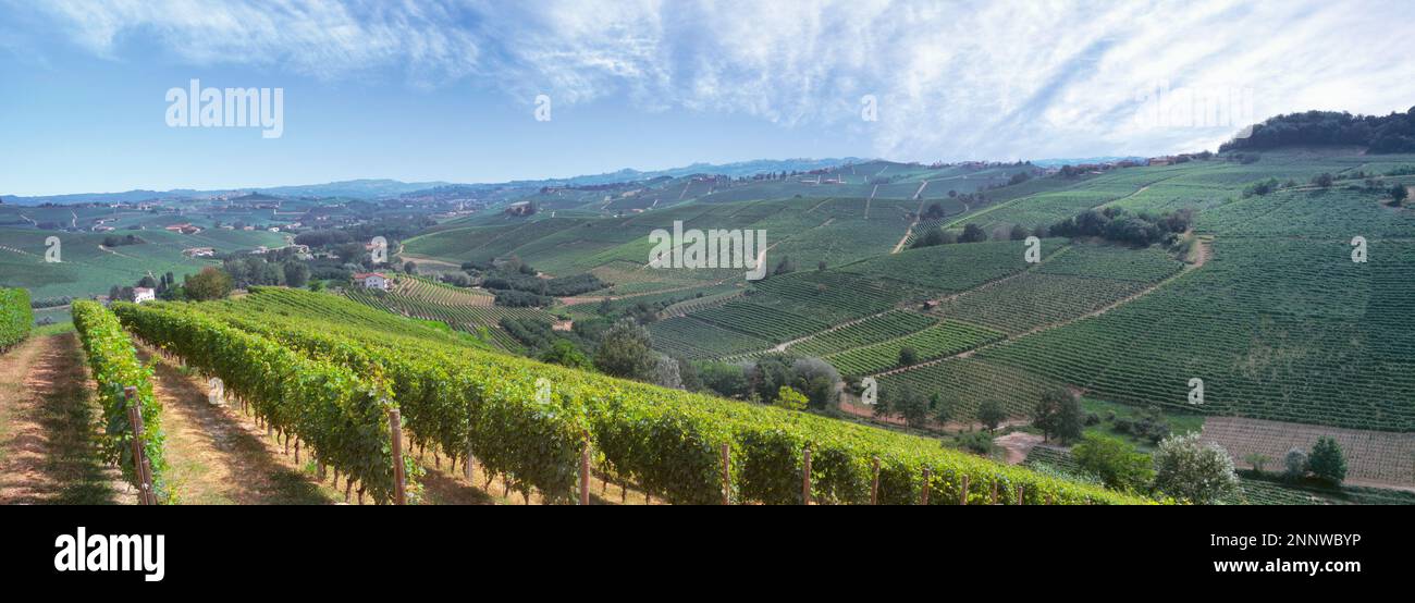 Vignobles Nebbiolo entre Barolo et Monforte Dalba, Cuneo, Piémont, Italie Banque D'Images