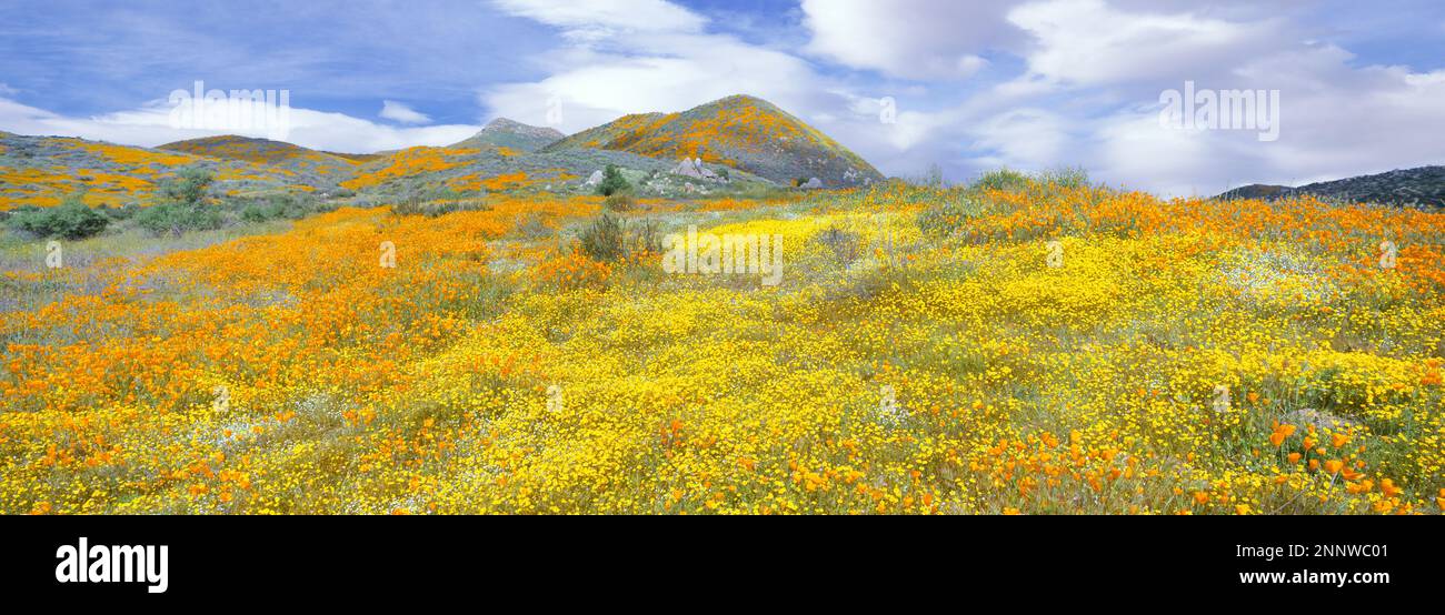 Fleurs jaunes et oranges pendant la super floraison, montagnes Temescal, Comté de Riverside, Californie, États-Unis Banque D'Images