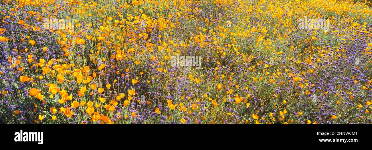 Poppies de Californie (Eschscholzia californica) et chia (Salvia hispanica), Comté de Riverside, Californie, États-Unis Banque D'Images