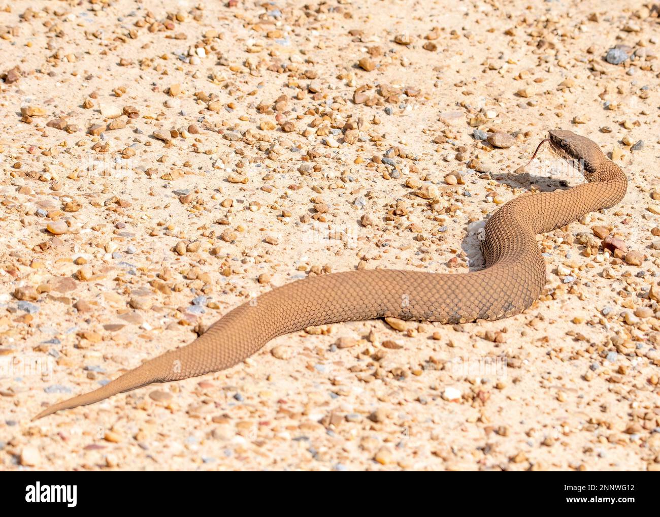 Image d'un serpent de Cottonmouth sur la route à la lumière du soleil. Banque D'Images