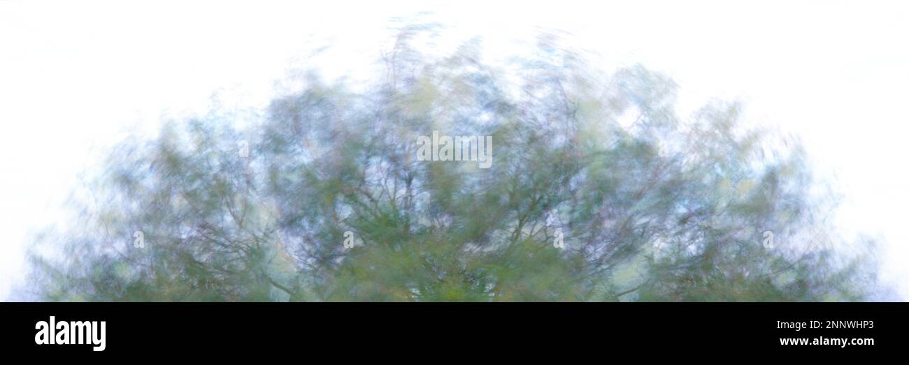 Photo en exposition prolongée d'arbres qui osciller dans le vent, Cabo Pulmo, Baja California sur, Mexique Banque D'Images
