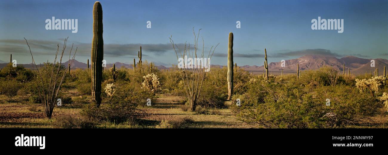 Paysage avec cactus dans le désert. Orgue Pipe Cactus National Monument, Arizona, États-Unis Banque D'Images