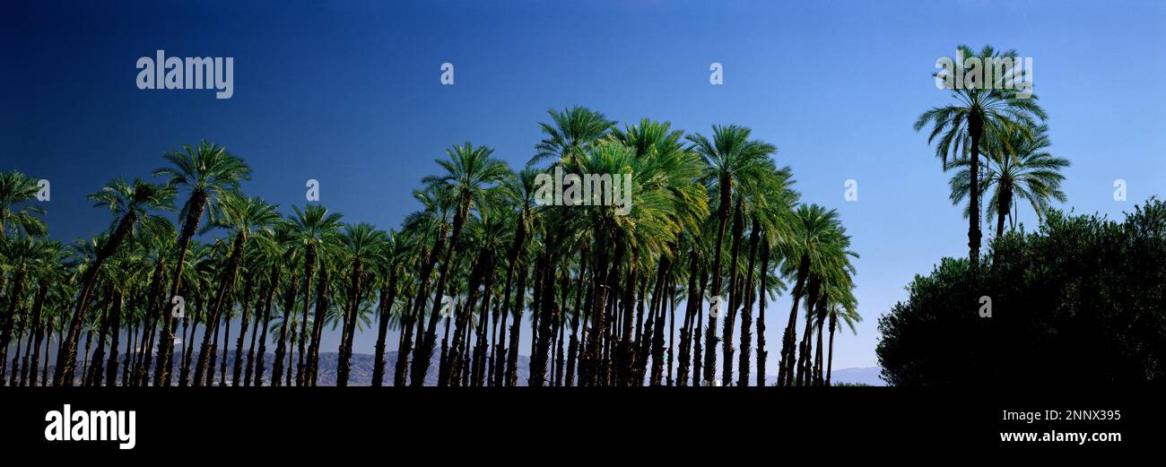 Palmiers verts contre le ciel sur Salton Sea Beach, Californie, États-Unis Banque D'Images