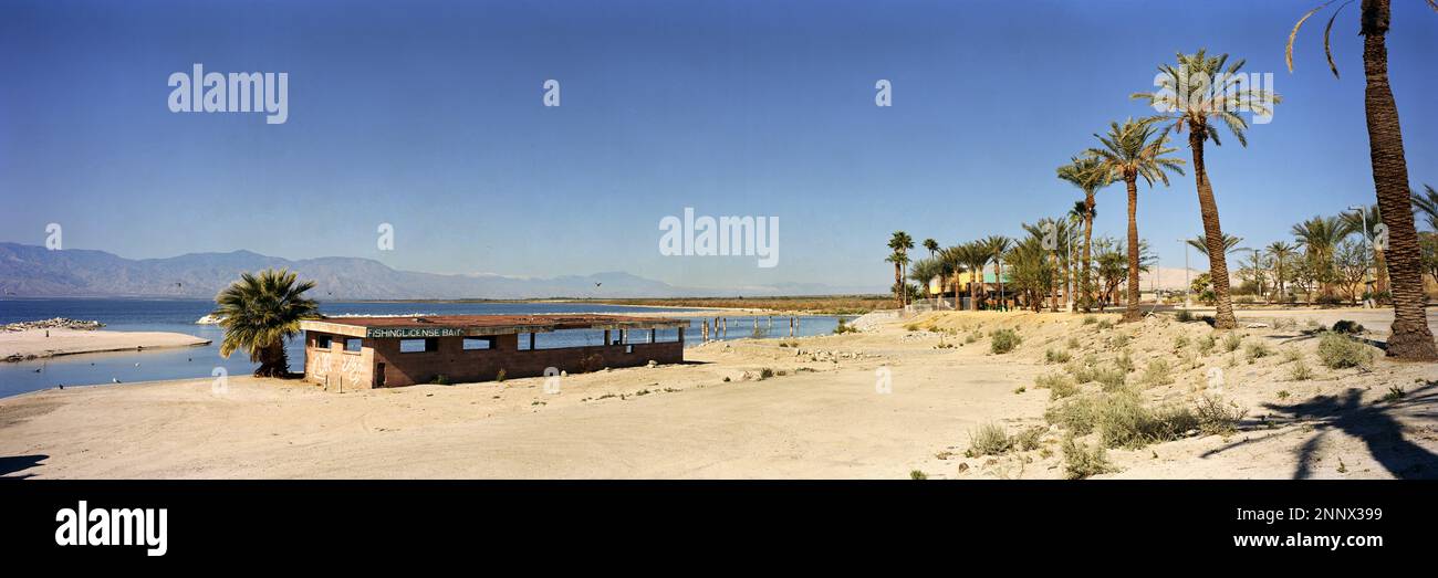 Palmiers sur Salton Sea Beach, Californie, États-Unis Banque D'Images