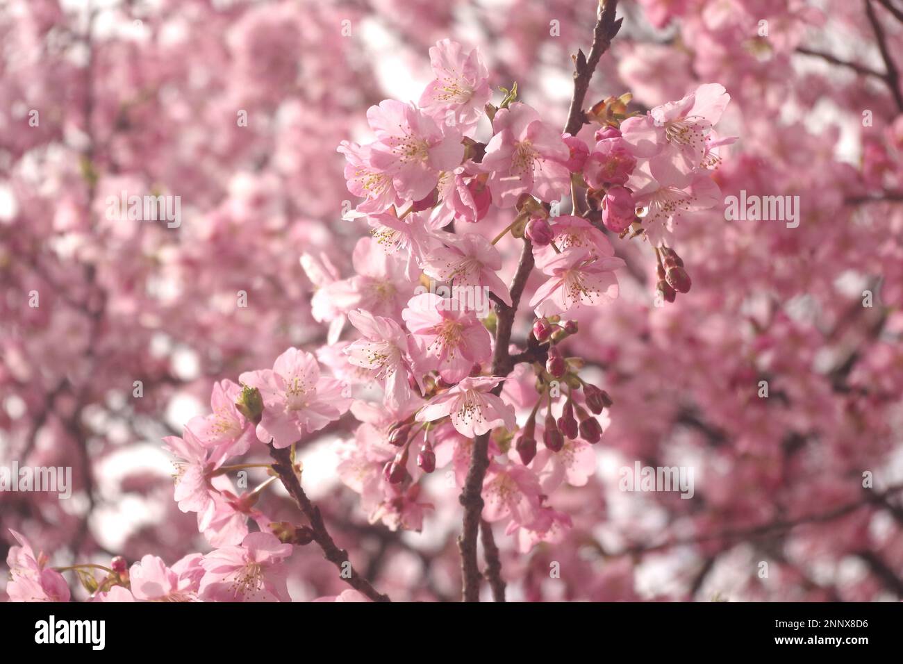 Fleur de cerisier Banque D'Images