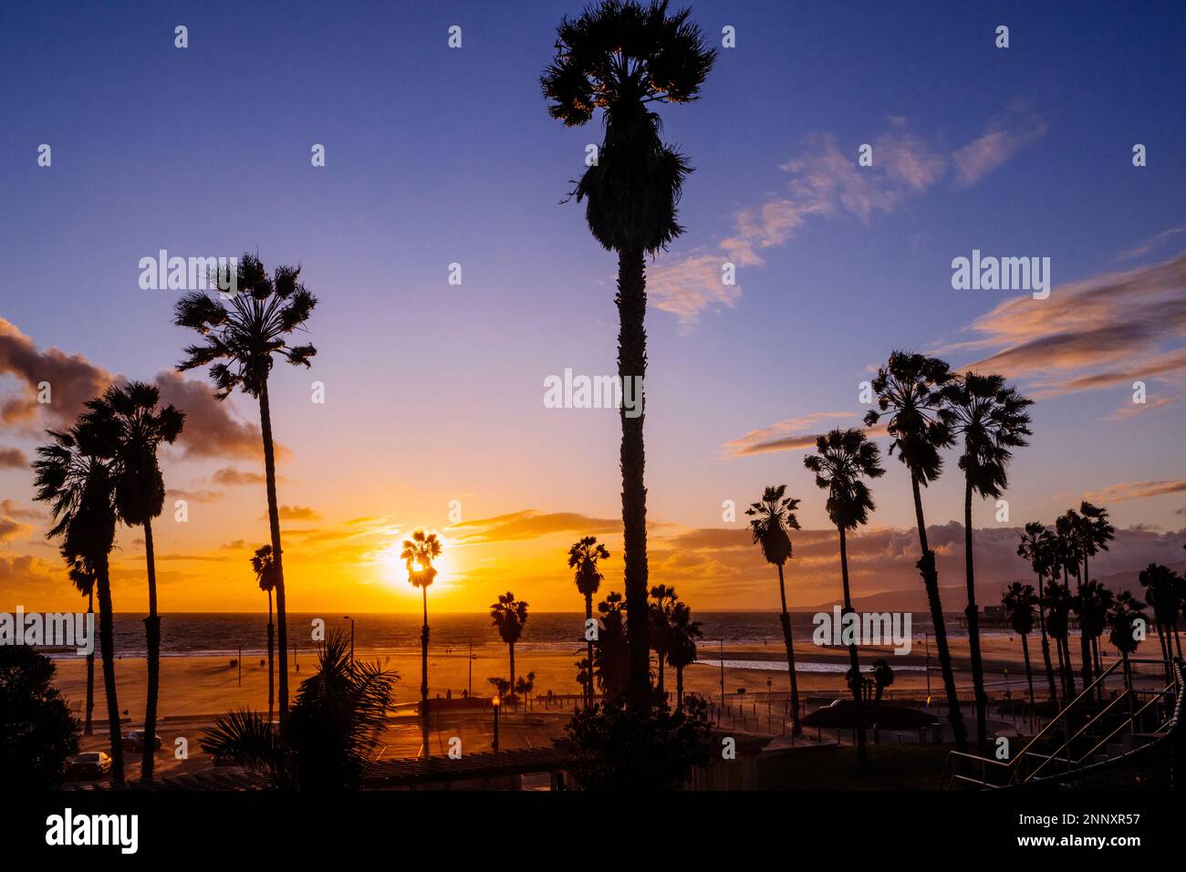 Palmiers au coucher du soleil, Zuma Beach, Malibu, Californie, États-Unis Banque D'Images