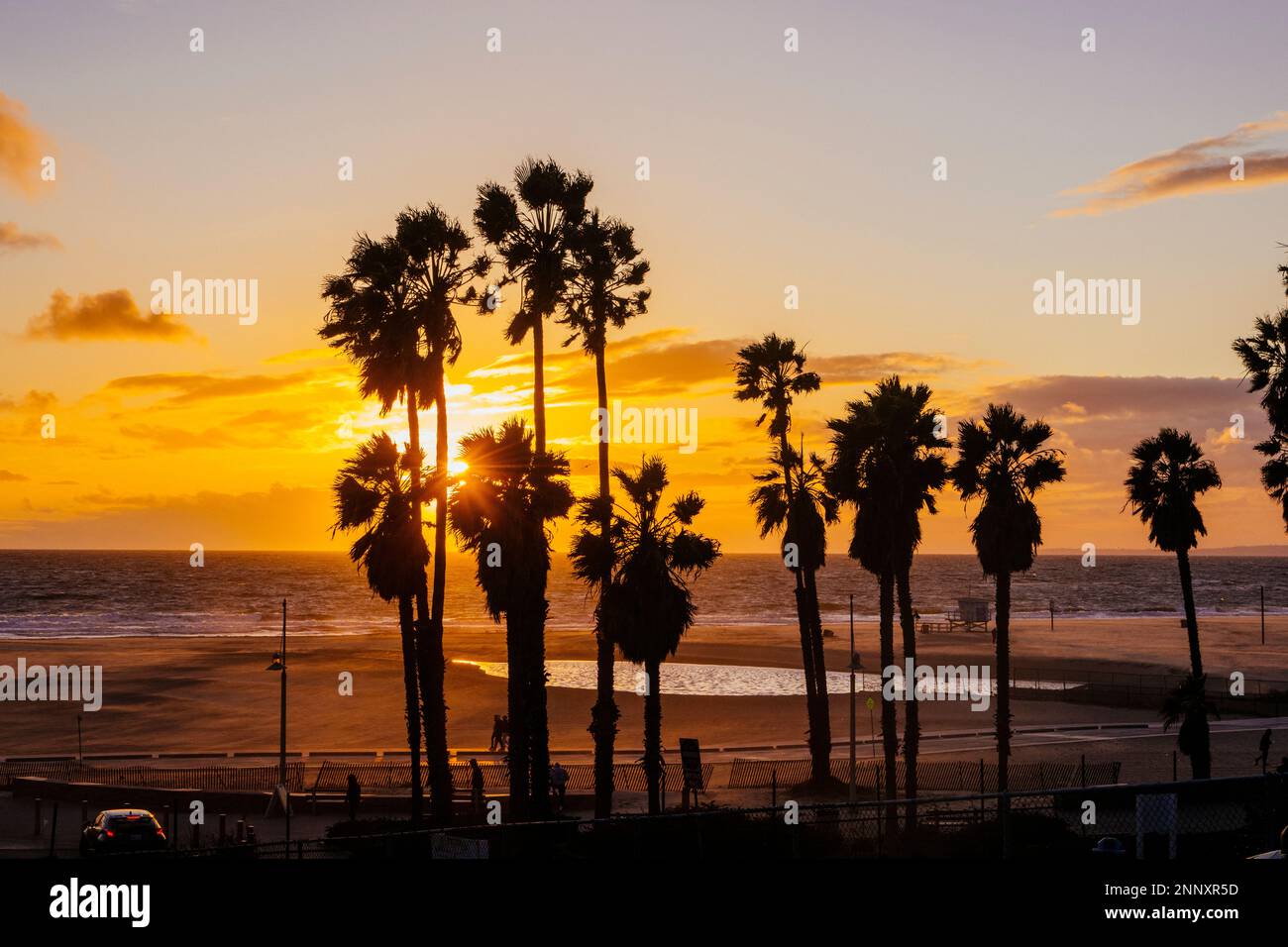 Palmiers au coucher du soleil, Zuma Beach, Malibu, Californie, États-Unis Banque D'Images