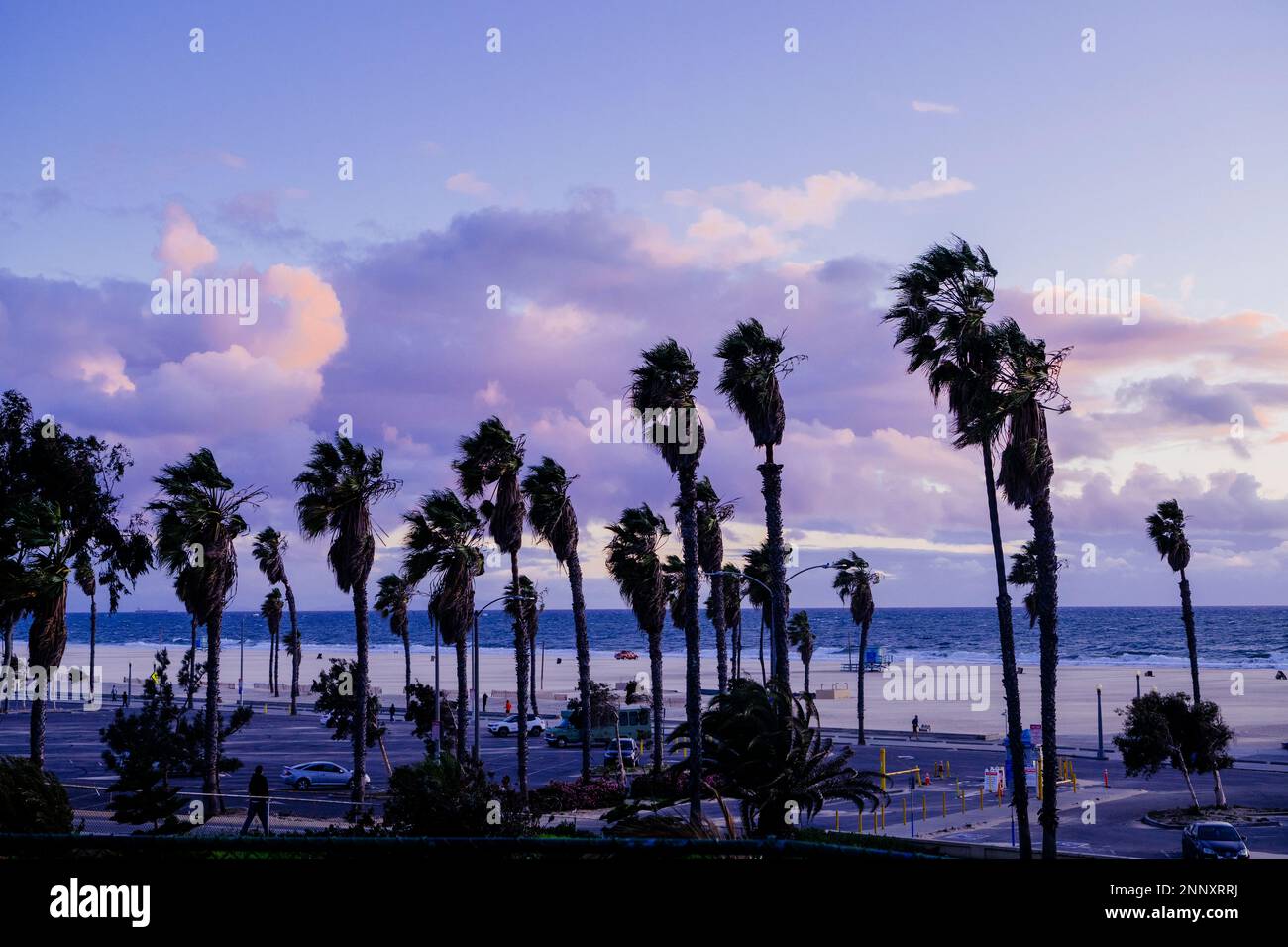Palmiers au coucher du soleil, Zuma Beach, Malibu, Californie, États-Unis Banque D'Images