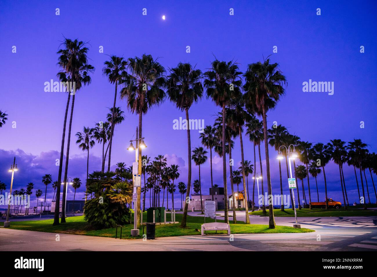 Palmiers au coucher du soleil, Zuma Beach, Malibu, Californie, États-Unis Banque D'Images